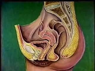 Perempuan pembiakan saluran anatomi